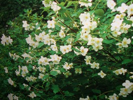 �������v����